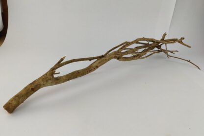 Talawa wood Teawood Aquarium root TB7 ca. 57x10x9 cm