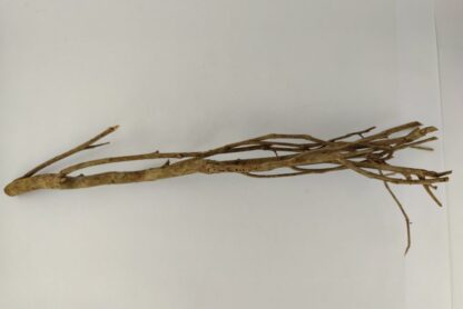 Talawa wood Teawood Aquarium root TB7 ca. 57x10x9 cm - Image 5