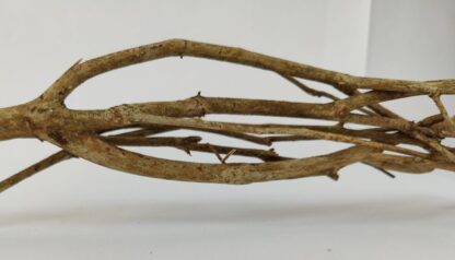 Talawa wood Teawood Aquarium root TB7 ca. 57x10x9 cm - Image 4