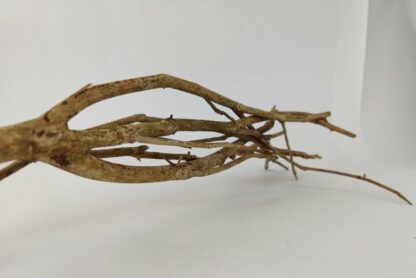 Talawa wood Teawood Aquarium root TB7 ca. 57x10x9 cm - Image 3