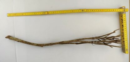 Talawa wood Teawood Aquarium root TB8 ca. 58 cm - Image 2