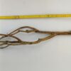 Talawa wood Teawood Aquarium root TB2 ca. 54x13x7 cm - Image 3