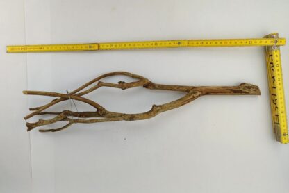 Talawa wood Teawood Aquarium root TB2 ca. 54x13x7 cm - Image 3
