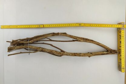 Talawa wood Teawood Aquarium root TB1 ca. 54x13x8 cm - Image 2