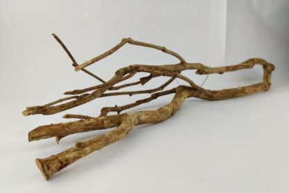 Talawa wood Teawood Aquarium root TB3 ca. 69x12x11 cm