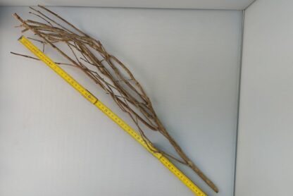 Talawa wood Teawood Aquarium root TB10 ca. 60 cm - Image 3