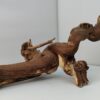 Aquarienwurzel Weinrebe WR1 – Bild 3