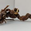Aquarienwurzel Weinrebe WR1 – Bild 2
