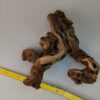 Aquarienwurzel Weinrebe WR3 – Bild 3