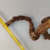 Aquarienwurzel Weinrebe WR4 – Bild 5