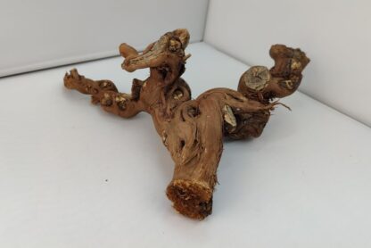 Weinrebe Aquarienwurzel