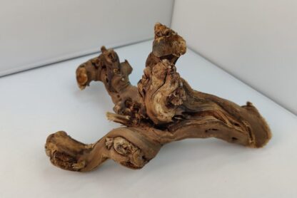 Weinrebe Aquarienwurzel