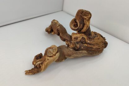 Weinrebe Aquarienwurzel