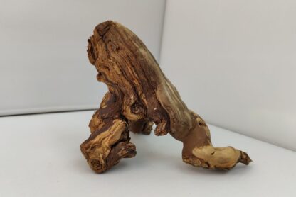 Weinrebe Aquarienwurzel