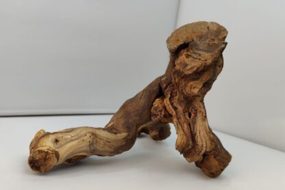 Weinrebe Aquarienwurzel