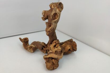 Weinrebe Aquarienwurzel