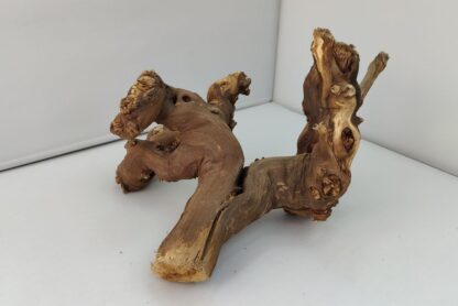 Weinrebe Aquarienwurzel