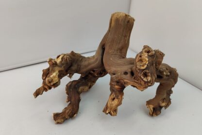 Weinrebe Aquarienwurzel