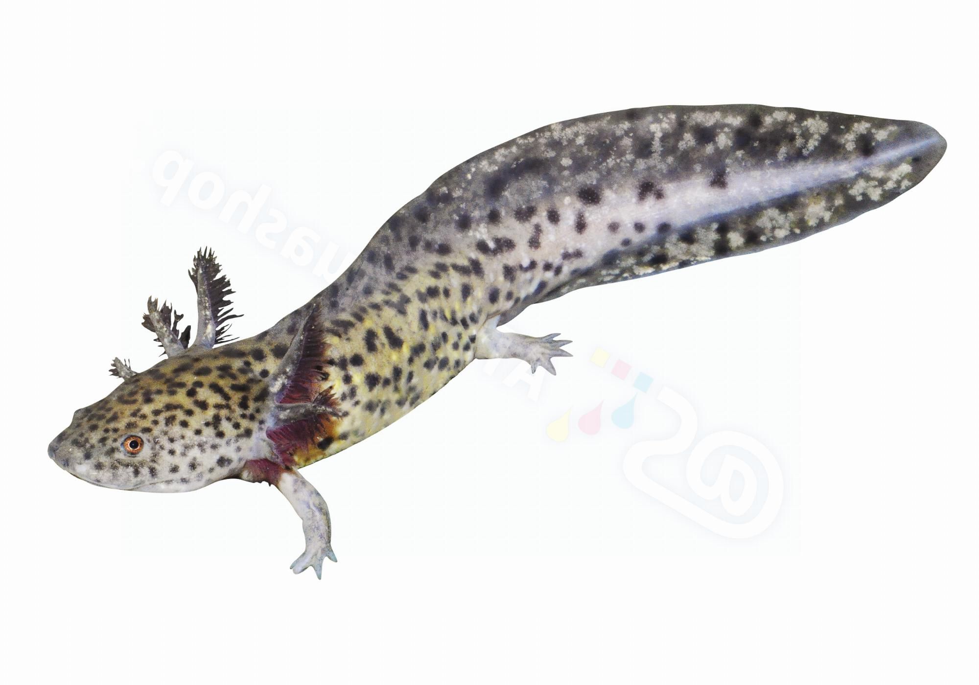 Aufkleber: Ambystoma mexicanum