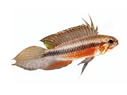 Apistogramma elisabethae