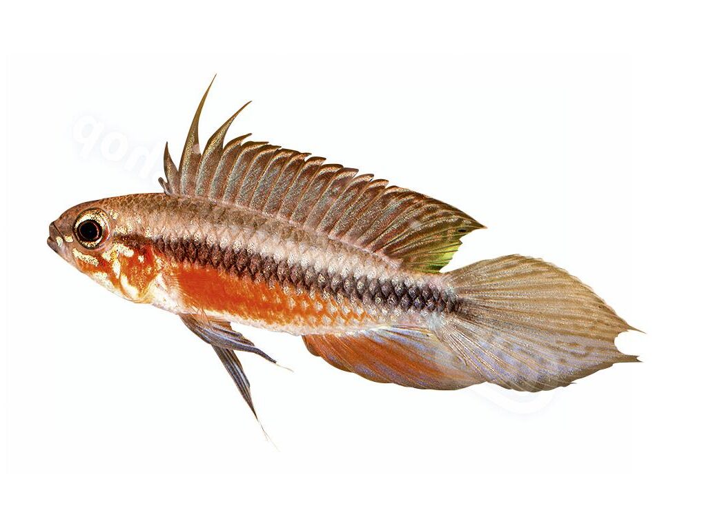 Apistogramma elisabethae