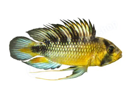 Apistogramma rositae