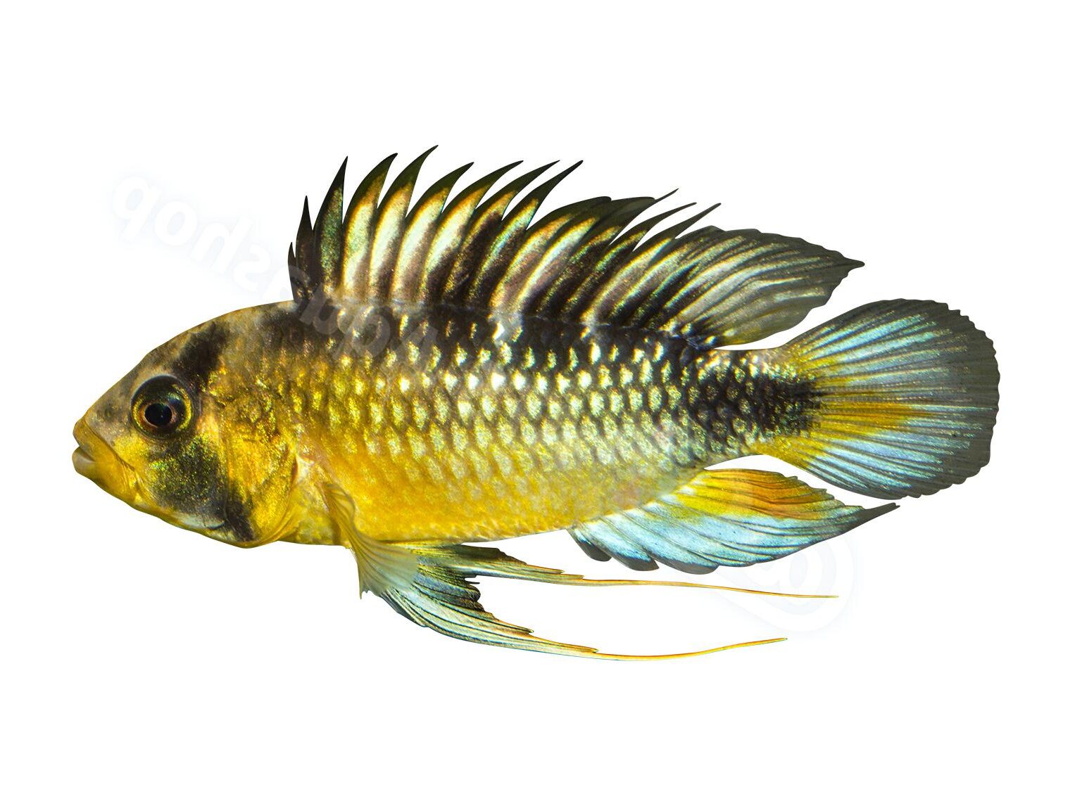 Apistogramma rositae