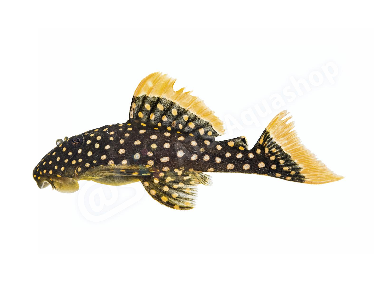 Baryancistrus xanthellus L 18