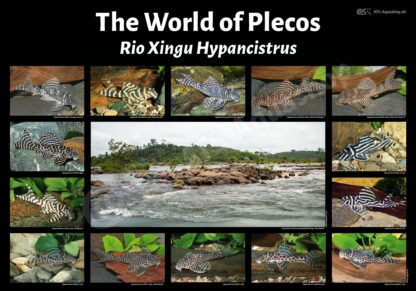 The world of plecos Rio Xingu Hypancistrus Poster