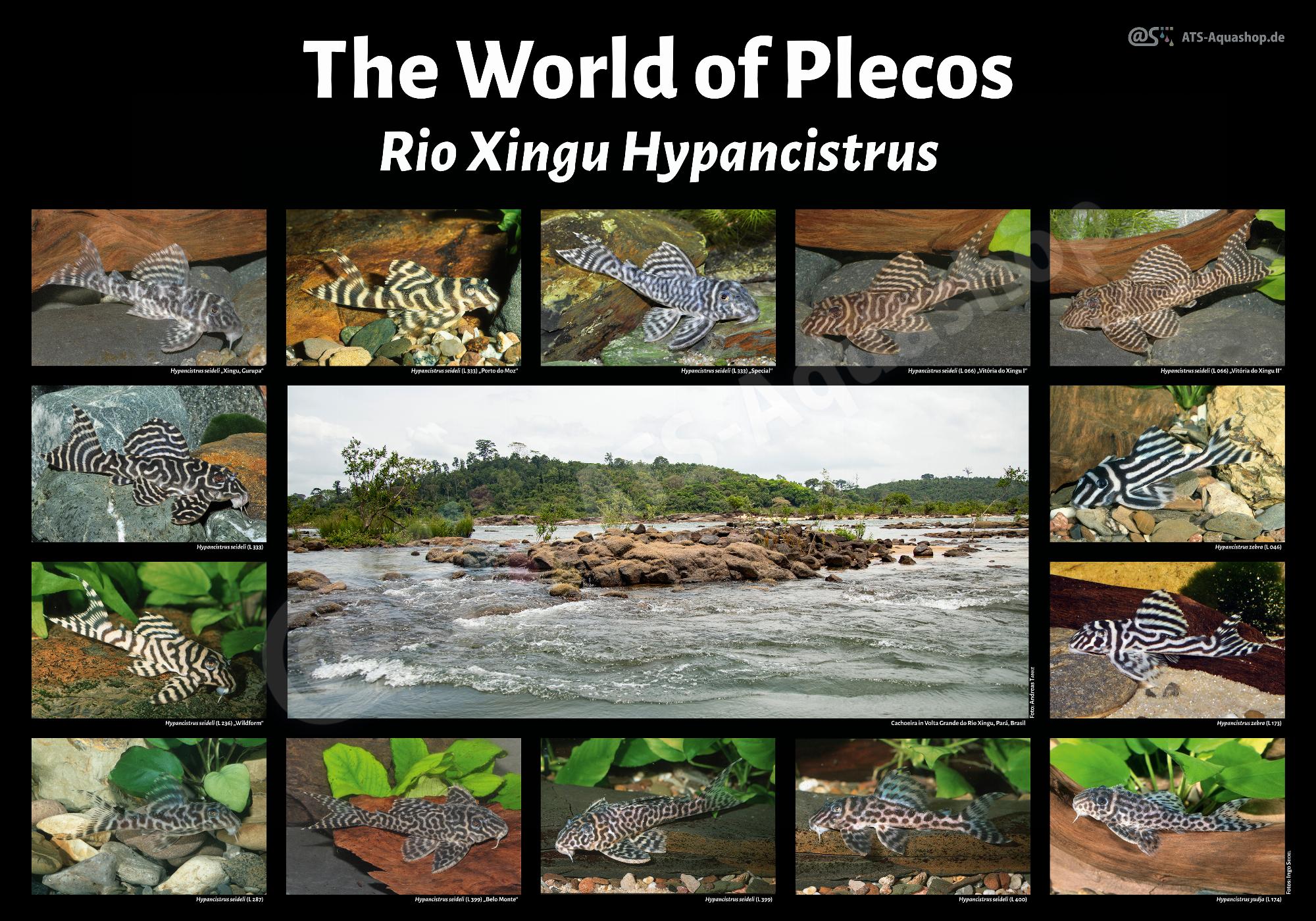 The world of plecos Rio Xingu Hypancistrus Poster